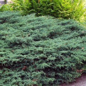 Borievka viržínska (Juniperus virginiana) ´GREY OWL´, priemer rastliny 25-30 cm, kont.C2L